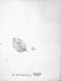 Xyloma fagineum image